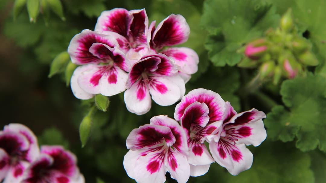 Pelargoni siemenistä.jpg