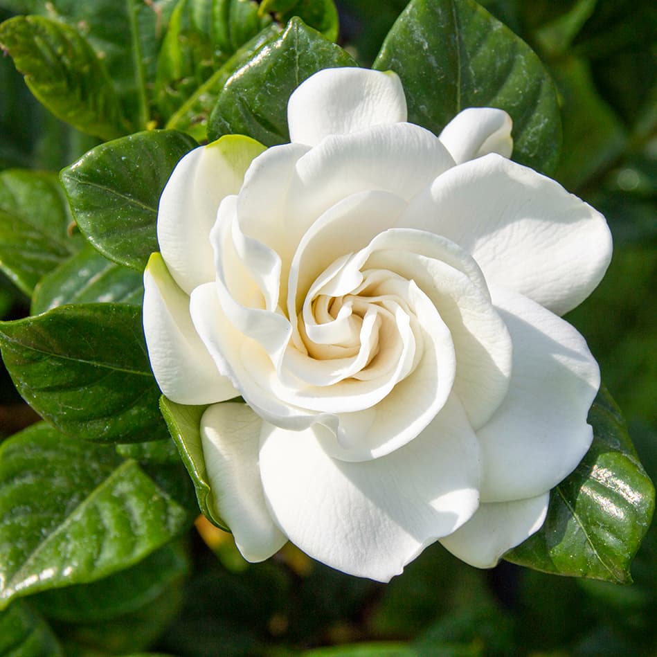 <p data-block-key="fmklq">Gardenian kerrotut, tuoksuvat kukat tuovat ripauksen ylellisyyttä kotiin – vaatii hieman huolenpitoa, mutta palkitsee hoitajan kauneudellaan. (Kuva: Adobe Stock)</p>