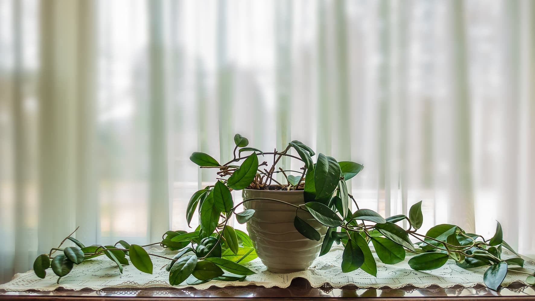 Isoposliinikukka (Hoya carnosa) hurmaa vahamaisilla kukinnoillaan
