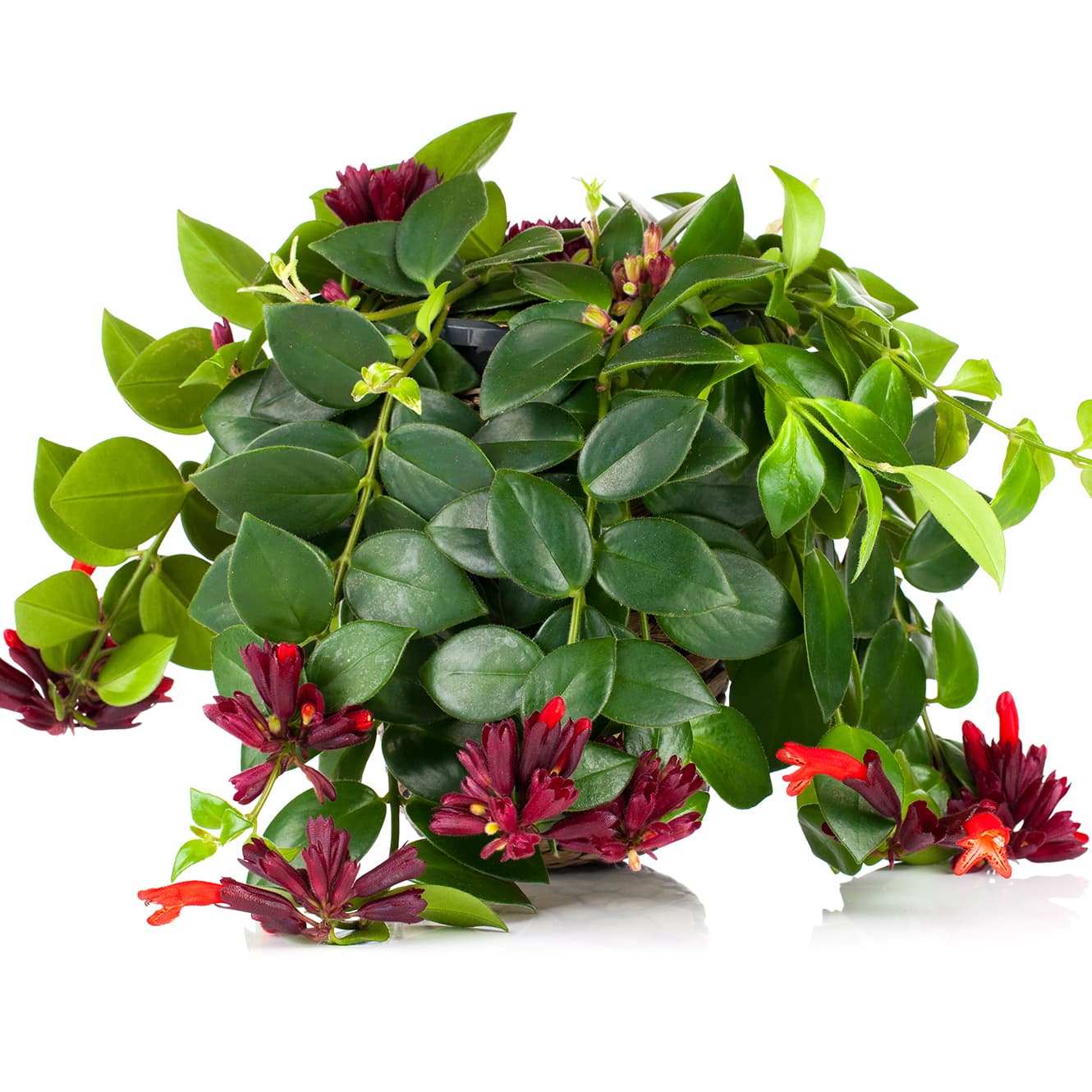 <p data-block-key="eb02d">&quot;Jaavankaunotar&quot; (Aeschynanthus radicans). Soihtuköynnös tunnetaan kirkkaanpunaisista, torvimaisista kukistaan – se viihtyy amppelissa valoisassa paikassa ja kukkii parhaiten hajavalossa. (Kuva: Adobe Stock)</p>