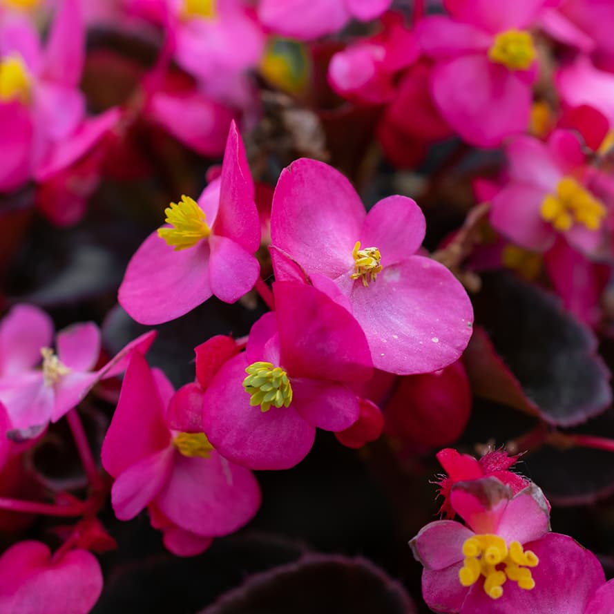 <p data-block-key="3ds7z">Joulubegonia tuo väriä talven keskelle – sen näyttävät kukat ja koristeelliset lehdet viihtyvät viileähkössä ja valoisassa paikassa. (Kuva: Adobe Stock)</p>