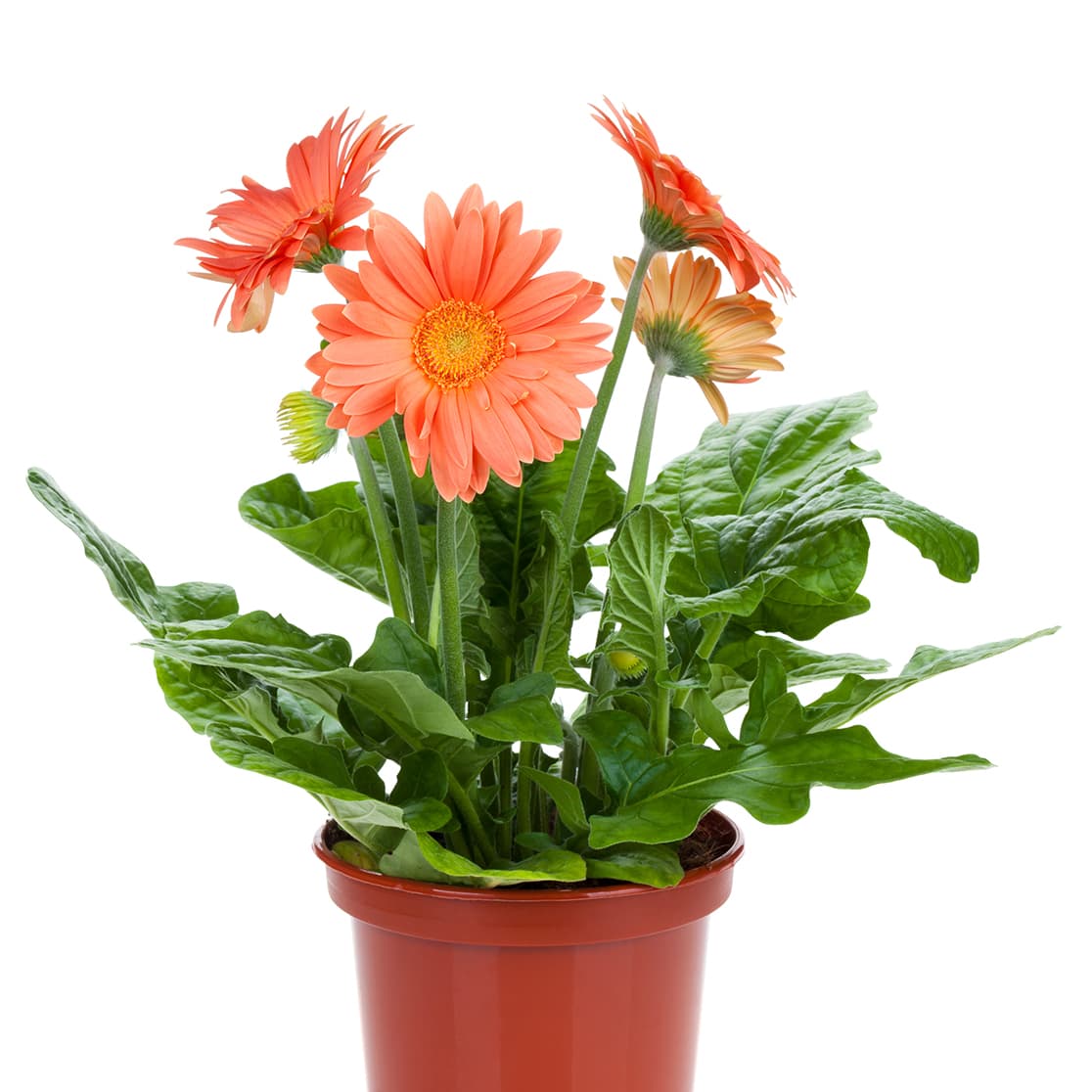 <p data-block-key="ihcxs">Gerbera hurmaa kirkkailla, daaliamaisilla kukillaan – se tarvitsee runsaasti valoa ja kevyttä kastelua kukoistaakseen. (Kuva: Adobe Stock)</p>