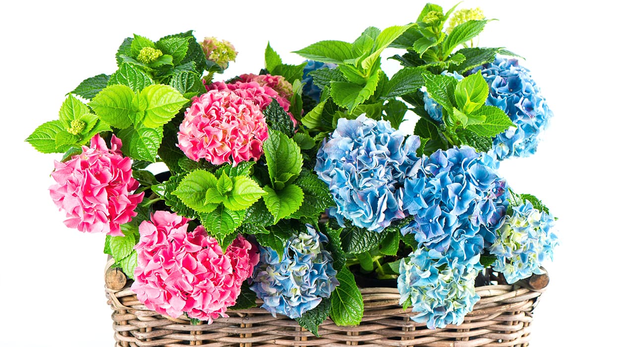 <p data-block-key="wx09l">Jalohortensia on näyttävä ja runsaskukkainen ruukkukasvi, joka viihtyy viileähkössä, valoisassa paikassa ilman voimakasta paahdetta ja tarvitsee tasaisesti vettä. (Kuva: Adobe Stock)</p>