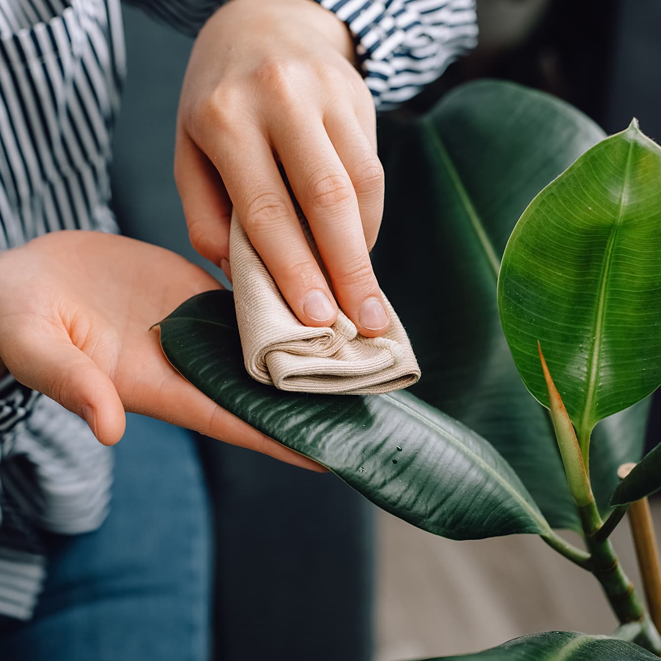 <p data-block-key="hal77">Keväthuollon yhteydessä lehdet puhdistetaan pölystä ja kasvi tarkistetaan samalla mahdollisten tuholaisten varalta. (Kuva: Adobe Stock)</p>