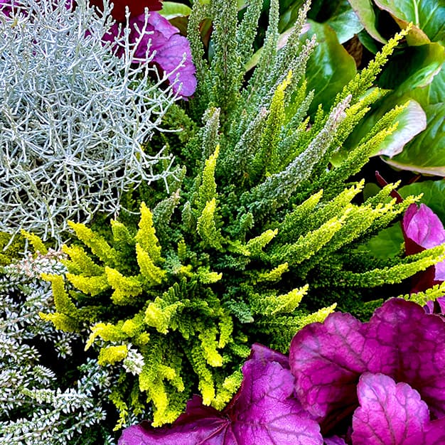 <p data-block-key="tuunp">Hopealanka (Leucophyta brownii), kanerva (Calluna vulgaris) ja keijukukka (Heuchera) (Kuva: Shutterstock)</p>