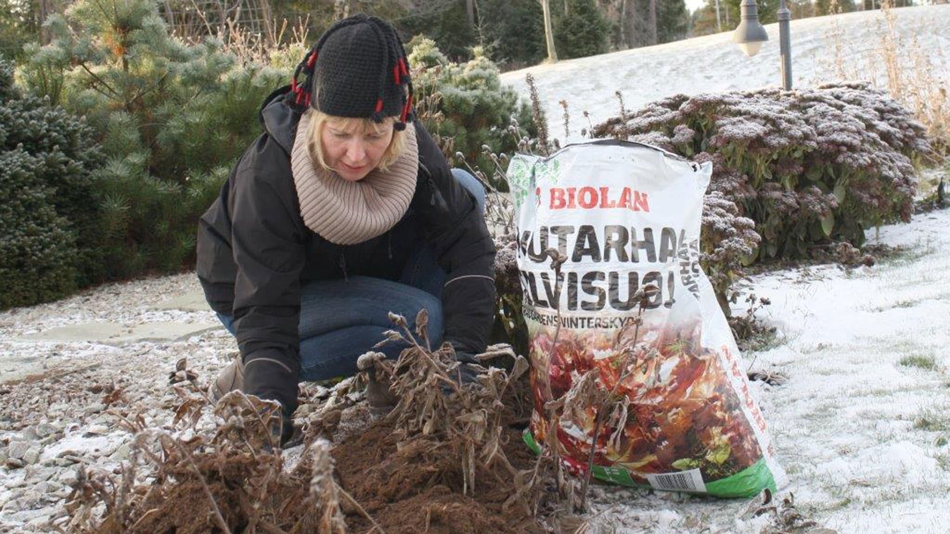 Puutarhan talvisuoja levitetään kasvien tyvelle, kun maan pinta on jäätynyt. (Kuva: Biolan)