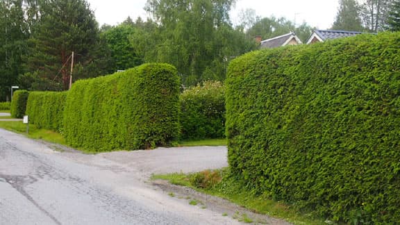 <p data-block-key="wk5kx">Hyvin hoidettu kuusiaita muodostaa tiheän näkösuojan ja rajaa pihaa ympäri vuoden. Säännöllinen leikkaaminen auttaa säilyttämään aidan muodon. (Kuva: Puutarha.net)</p>