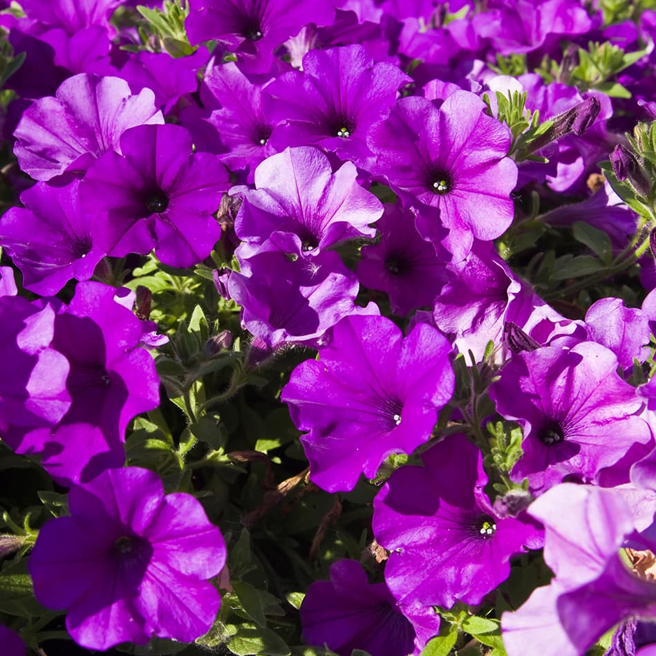 Petunia pitää auringosta. (Kuva: Adobe Stock)