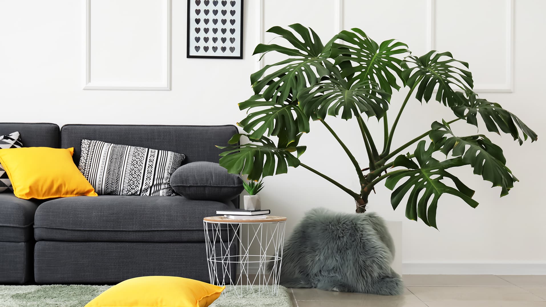 Peikonlehti (Monstera) on helppohoitoinen kasvi
