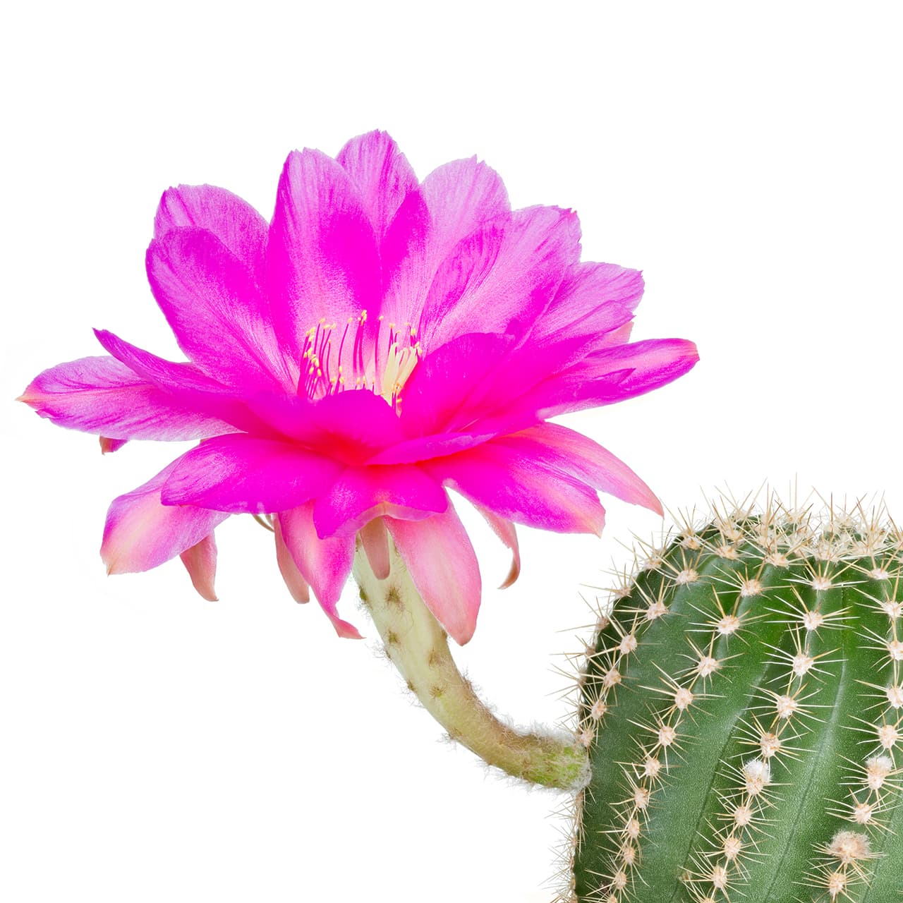 <p data-block-key="xoehm">Echinopsis (Kuva: Adobe Stock)</p>