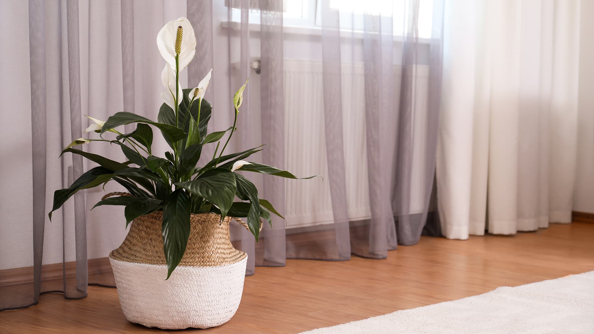 Viirivehka (Spathiphyllum) – sisustajan suosikki ja tehokas ilmanpuhdistaja