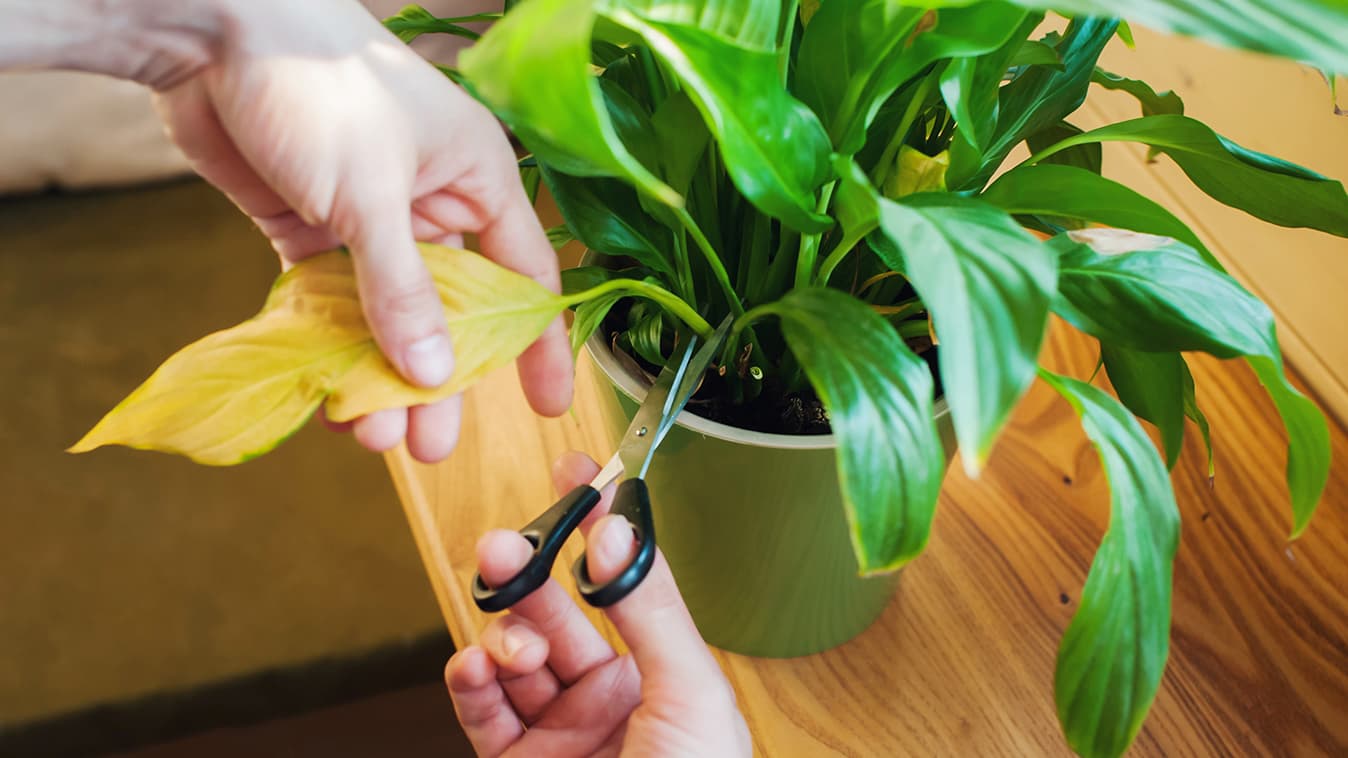 <p data-block-key="n6zeu">Viirivehkaa ei tarvitse leikata; vain vanhat, kellastuneet lehdet poistetaan. (Kuva: Adobe Stock)</p>