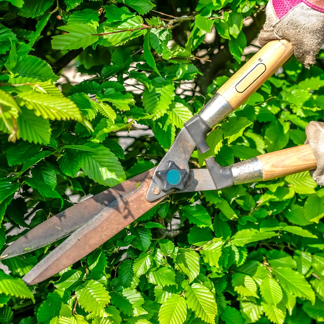 <p data-block-key="z2ao0">Loppukesä sopii esimerkiksi monien runsaasti mahlaa vuotavien puiden ja pensaiden leikkaamiseen. (Kuva: Adobe Stock)</p>