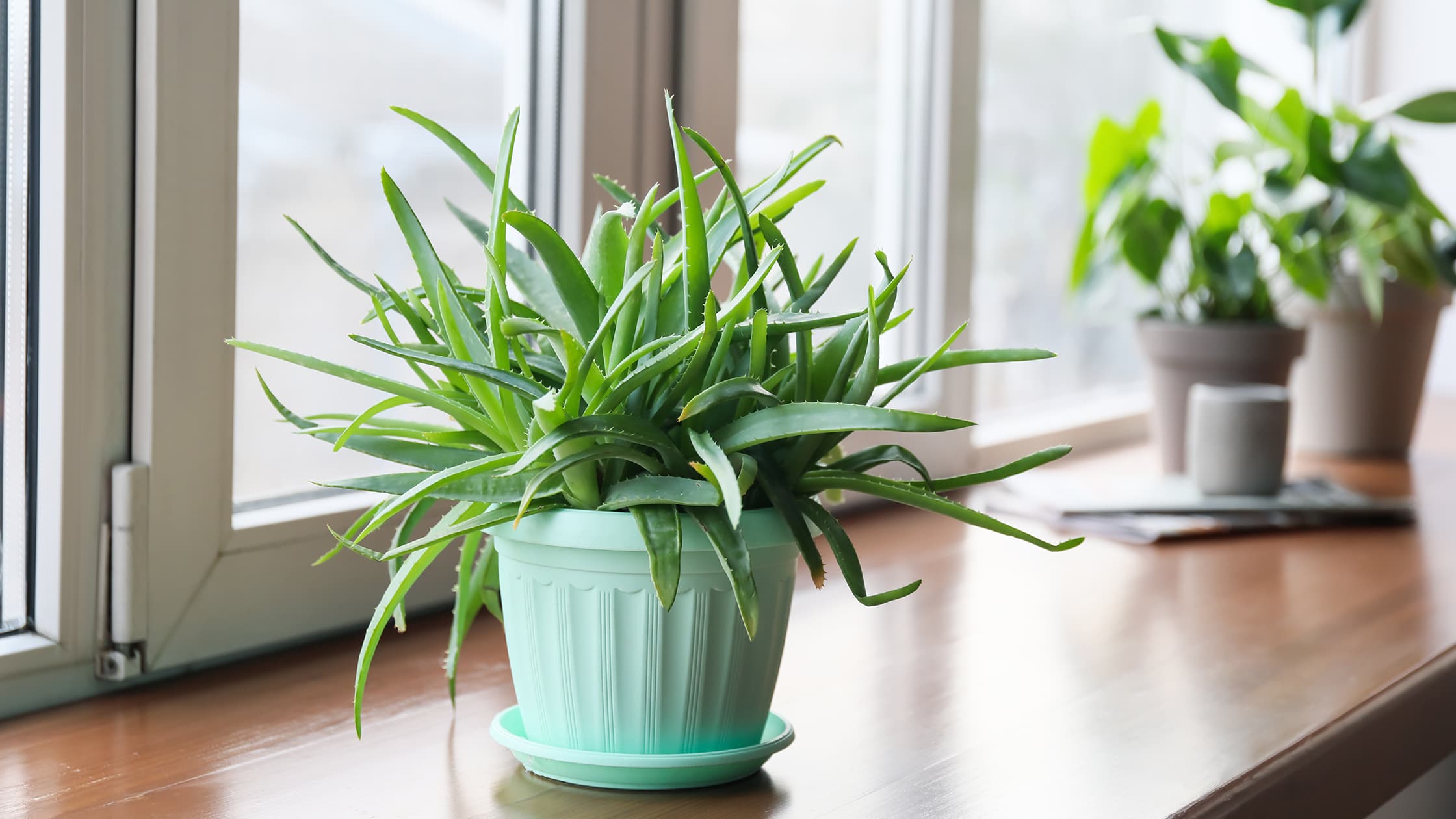 <p data-block-key="1i7re">Aloe vera on helppohoitoinen ja vähään tyytyvä hyöty- ja koristekasvi. (Kuva: Adobe Stock)</p>