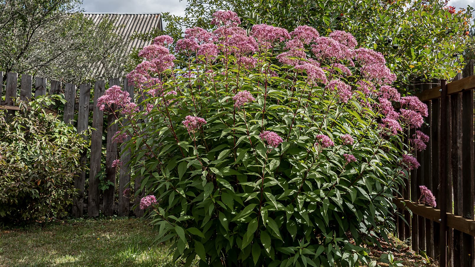 Punalatvat kukkivat loppukesällä ja syksyllä. (Kuva: Adobe Stock)