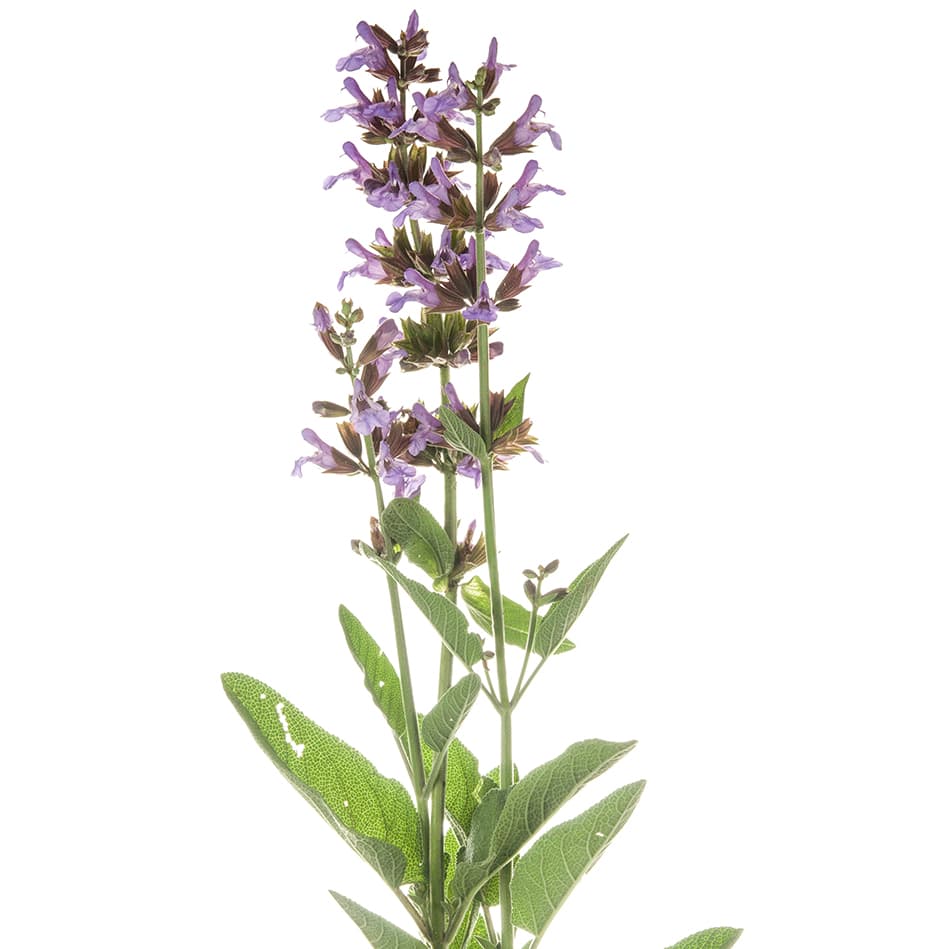 <p data-block-key="n6bdq">Ryytisalvia (Kuva: Adobe Stock)</p>