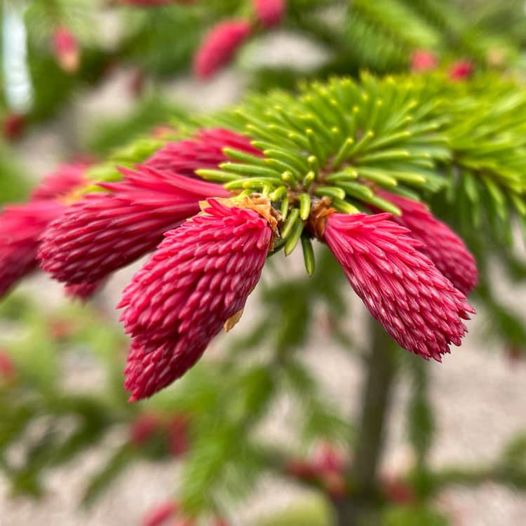 <p data-block-key="peixj">Purppurakuusi, Picea abies f. cruenta (Kuva: Muhevainen)</p>