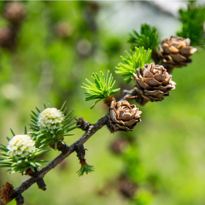 <p data-block-key="lfu81">Euroopanlehtikuusi, Larix decidua (Kuva: iStock)</p>