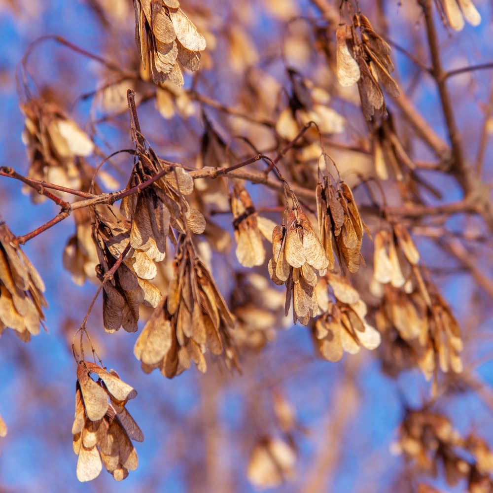 <p data-block-key="let0v">Talviasuisenkin mongolianvaahteran nenät ovat koristeellisia, kuin täynnä lepääviä perhosia. (Kuva: iStock)</p>