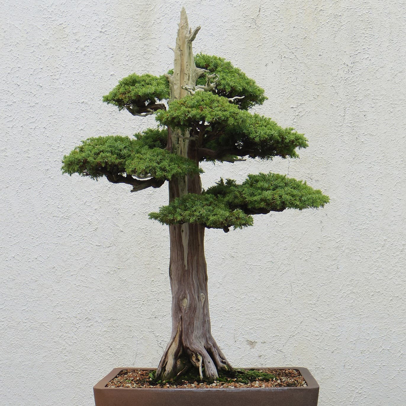 <p data-block-key="2txnv">Bonsai ei ole vain kasvi, vaan elävä taideteos, joka vaatii huolenpitoa ja harkittua muotoilua. (Kuva: Pixabay)</p>