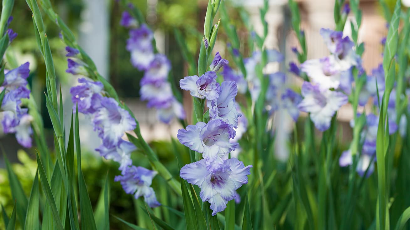 Miekkaliljat eli gladiolukset: klassinen kukkaryhmien kaunistaja ja leikkokukka
