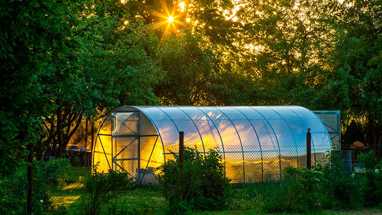 Luo oma hyötypuutarhasi ja kruunaa se kasvihuoneella