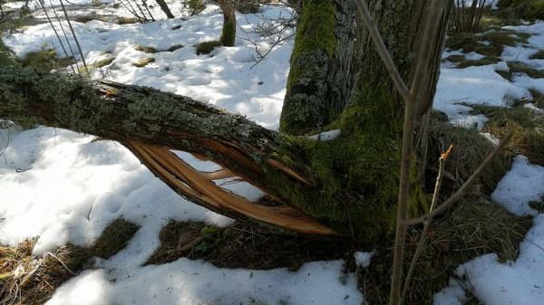 Vanha kataja repeytyi? Asiantuntija vastaa