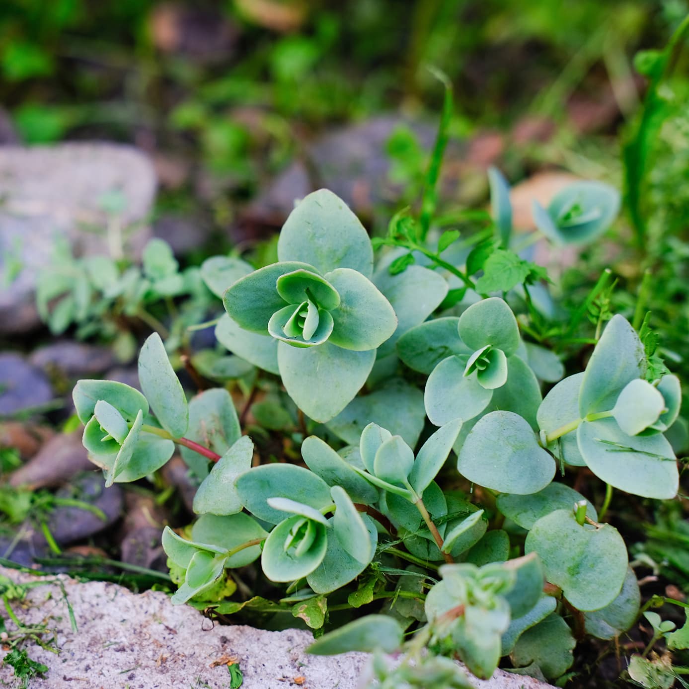 Sedum (Kuva: Adobe Stock)