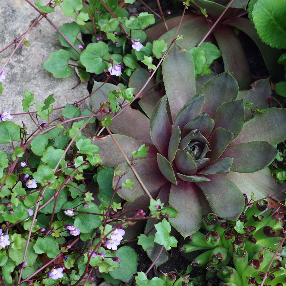 Sempervivum, Saxifraga, Cymbalaria (Kuva: Adobe Stock)