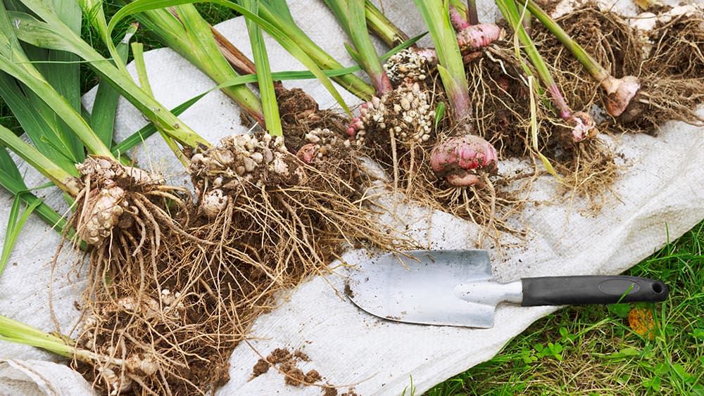 <p data-block-key="8vkpv">Gladioluksen mukulat kaivetaan ylös ennen talven tuloa. (Kuva: Adobe Stock)</p>