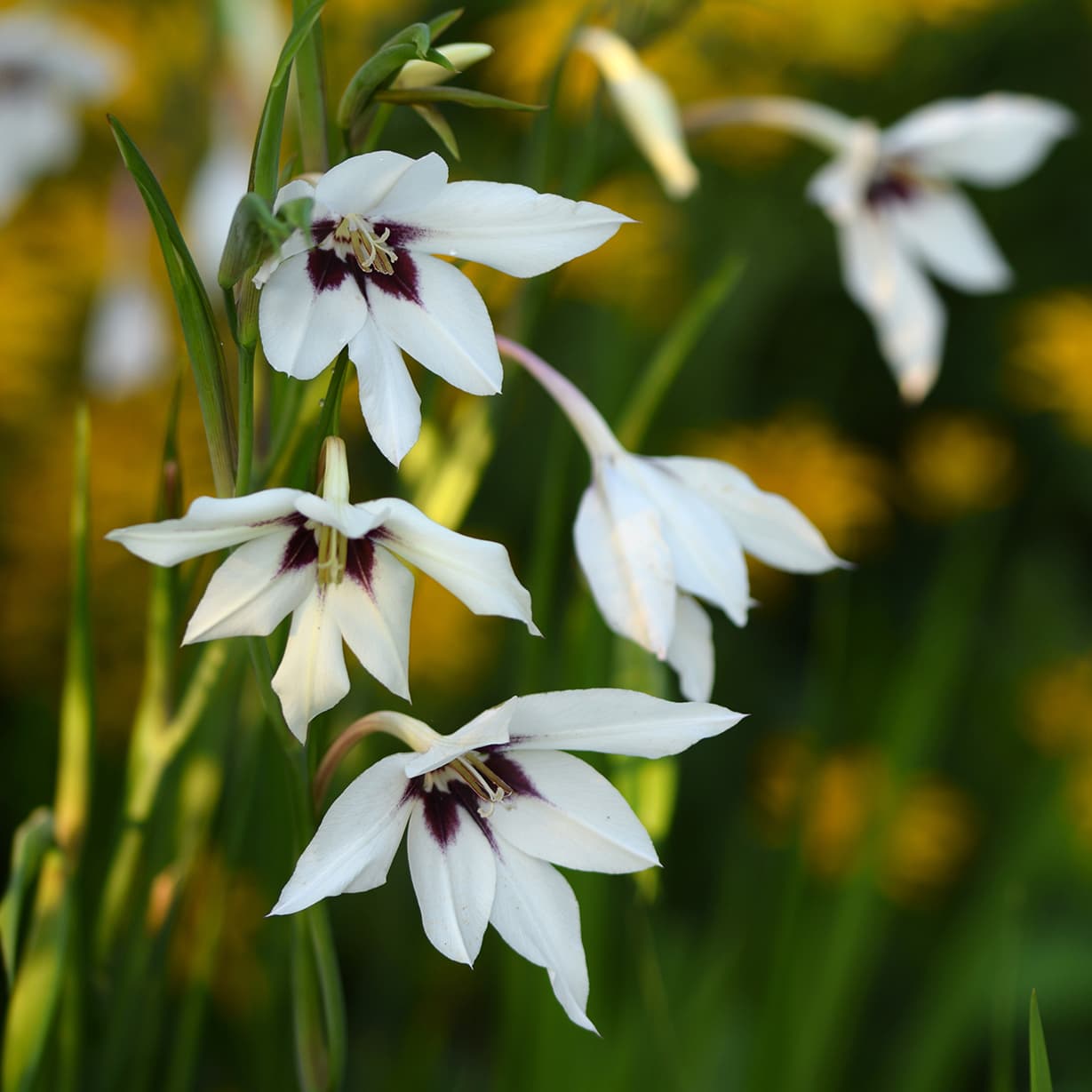 <p data-block-key="qz9j9">G. callianthus. Tarhamiekkaliljojen värikirjo ulottuu valkoisesta purppuraan. (Kuva: Adobe Stock)</p>
