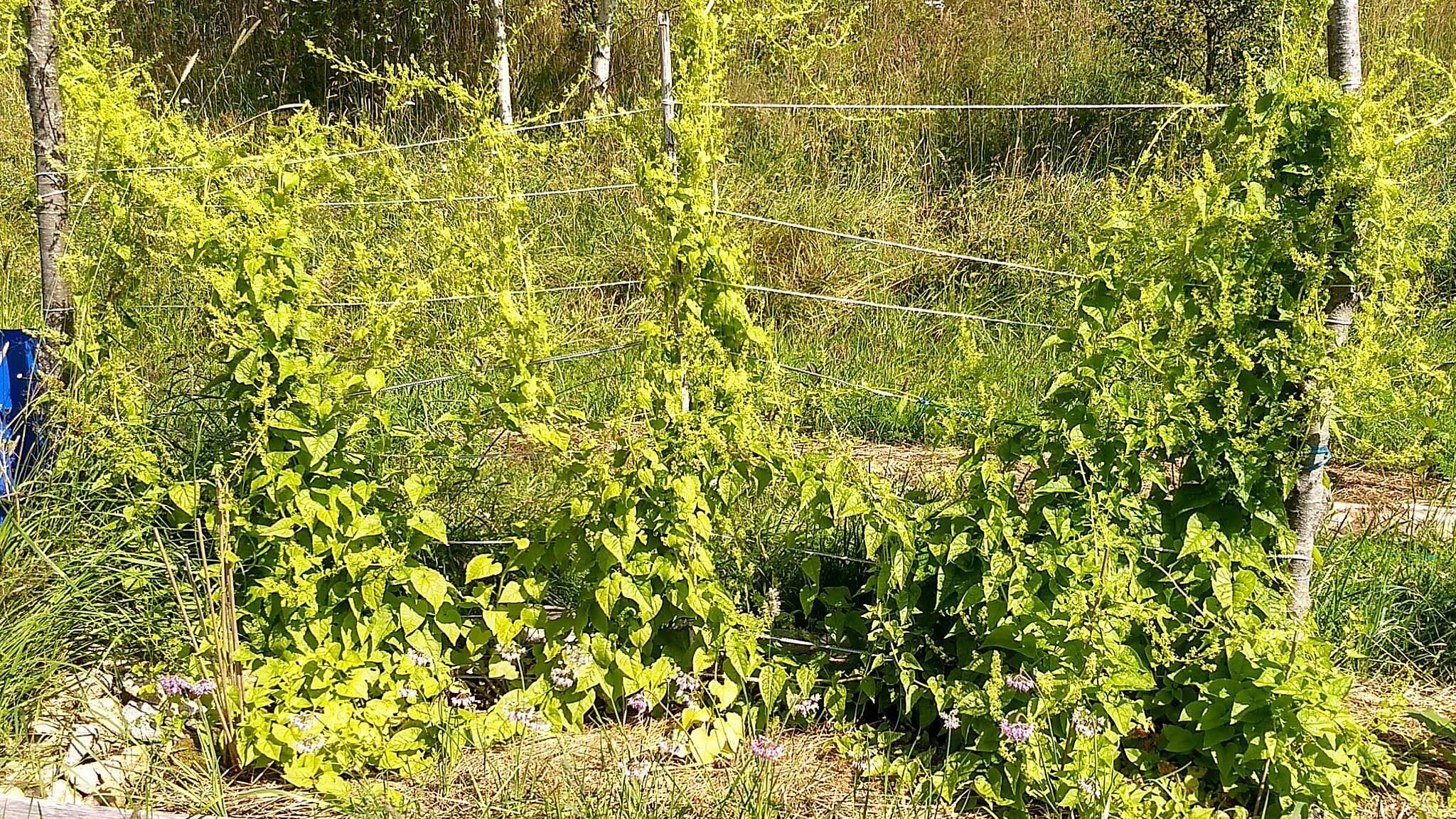 Köynnöspinaatin kasvatus? Asiantuntija vastaa