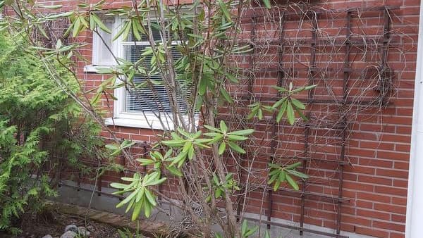 Alppiruusun leikkaus? Asiantuntija vastaa