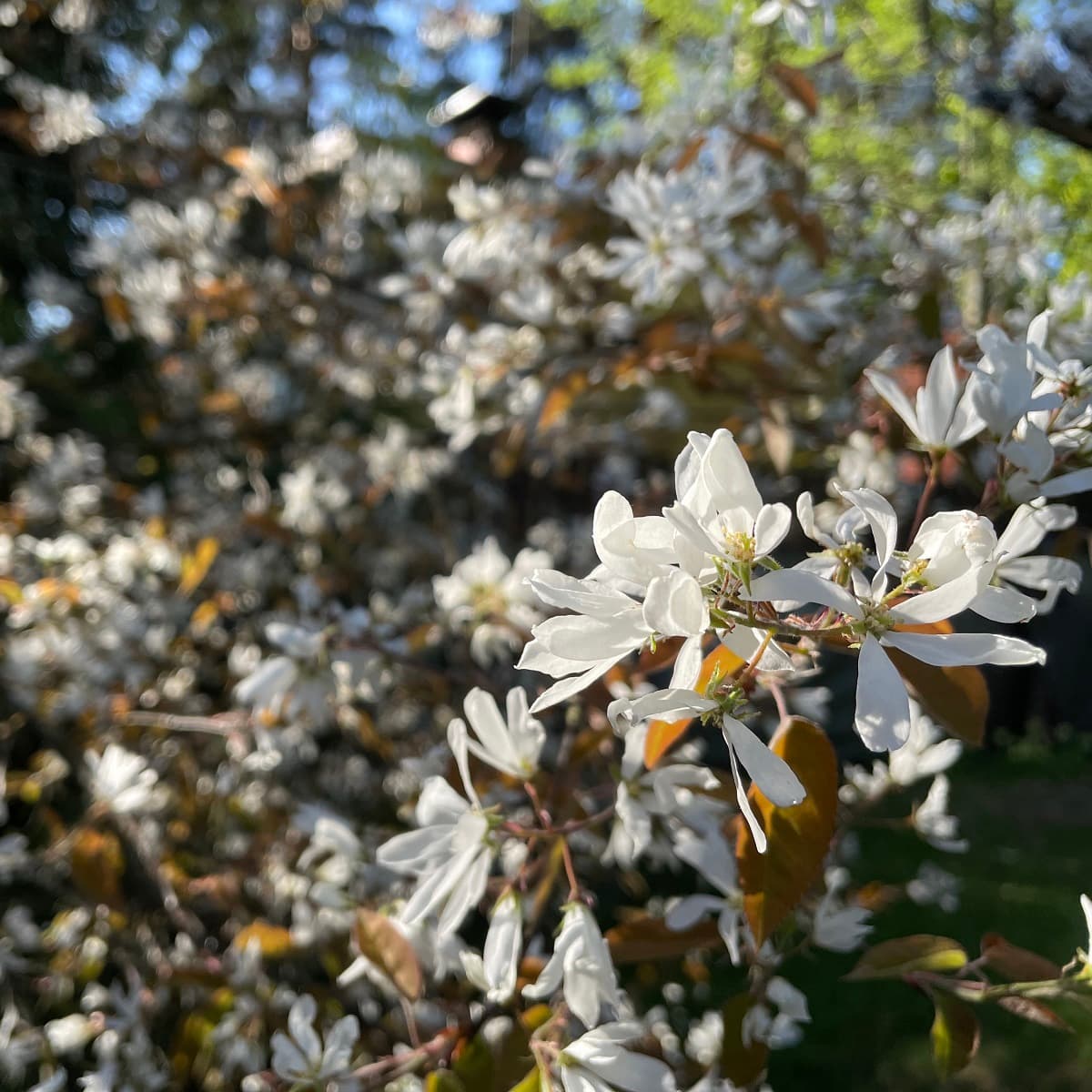 Elegantti sirotuomipihlaja (Amelanchier laevis) peittyy kukkiessaan valkoiseen harsoon.