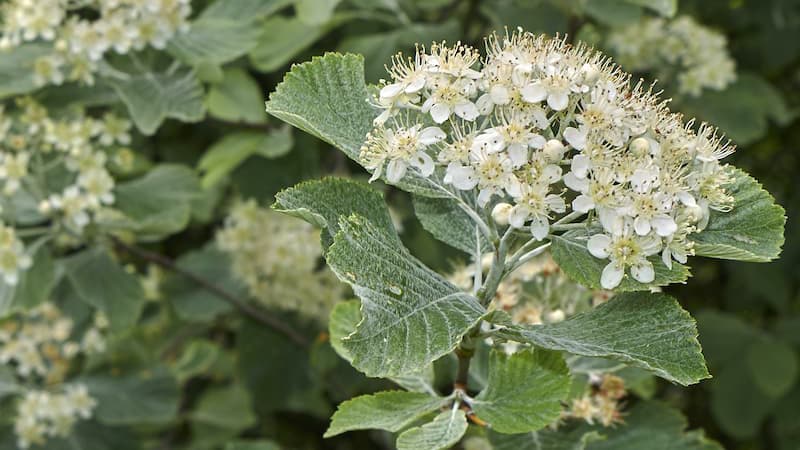 Saksanpihlaja, Sorbus aria, hehkuu hopeisin lehdin, jotka eivät ole pihlajalle tyypillisesti sormijakoisia.