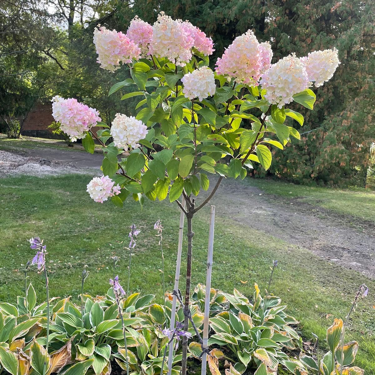 Nuori runkohortensia kukkii kauniisti Vanajanlinnan puutarhassa.