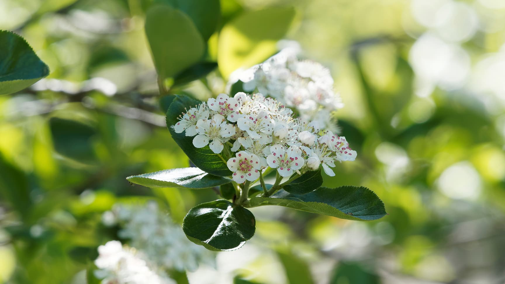 Aronia prunifolia 'Viking'