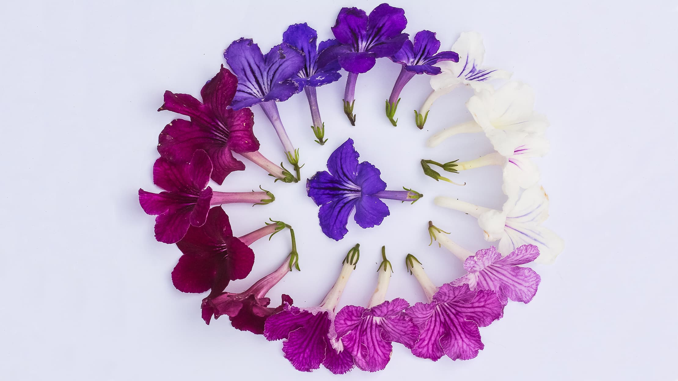 <p data-block-key="mt2io">Soilikin kukkien sävyt vaihtelevat valkeasta siniseen ja syvän violettiin. (Kuva: Shutterstock)</p>
