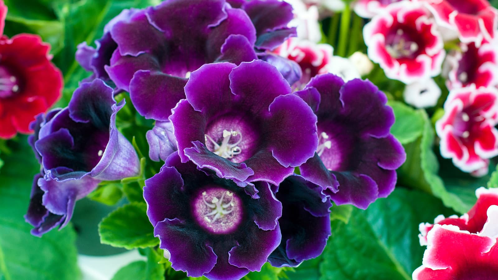 Helppohoitoinen gloksinia (gloxinia) tuo kevääseen näyttävää kukkaloistoa