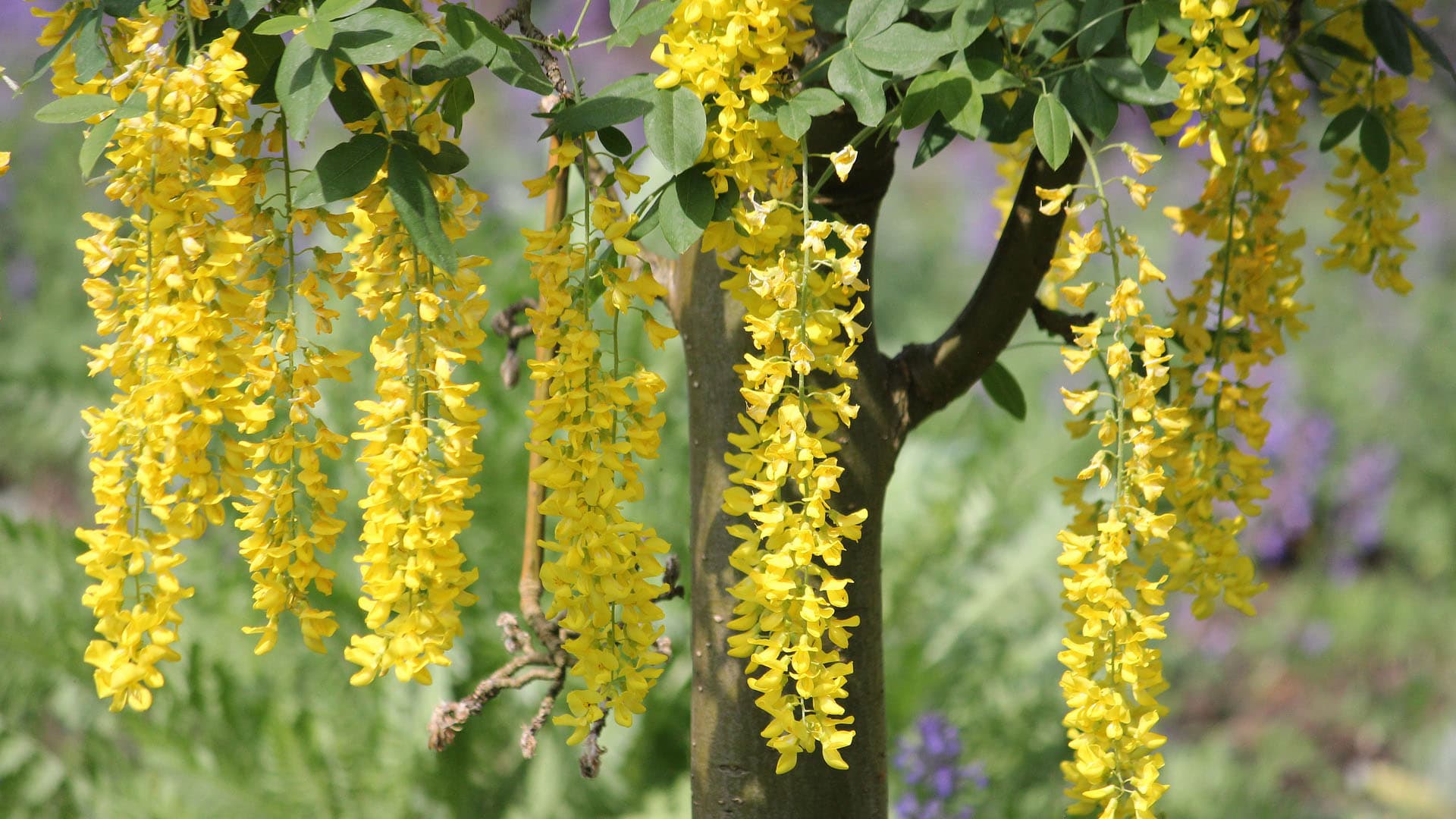 Kultasade (Laburnum) on eksoottinen ja näyttävä