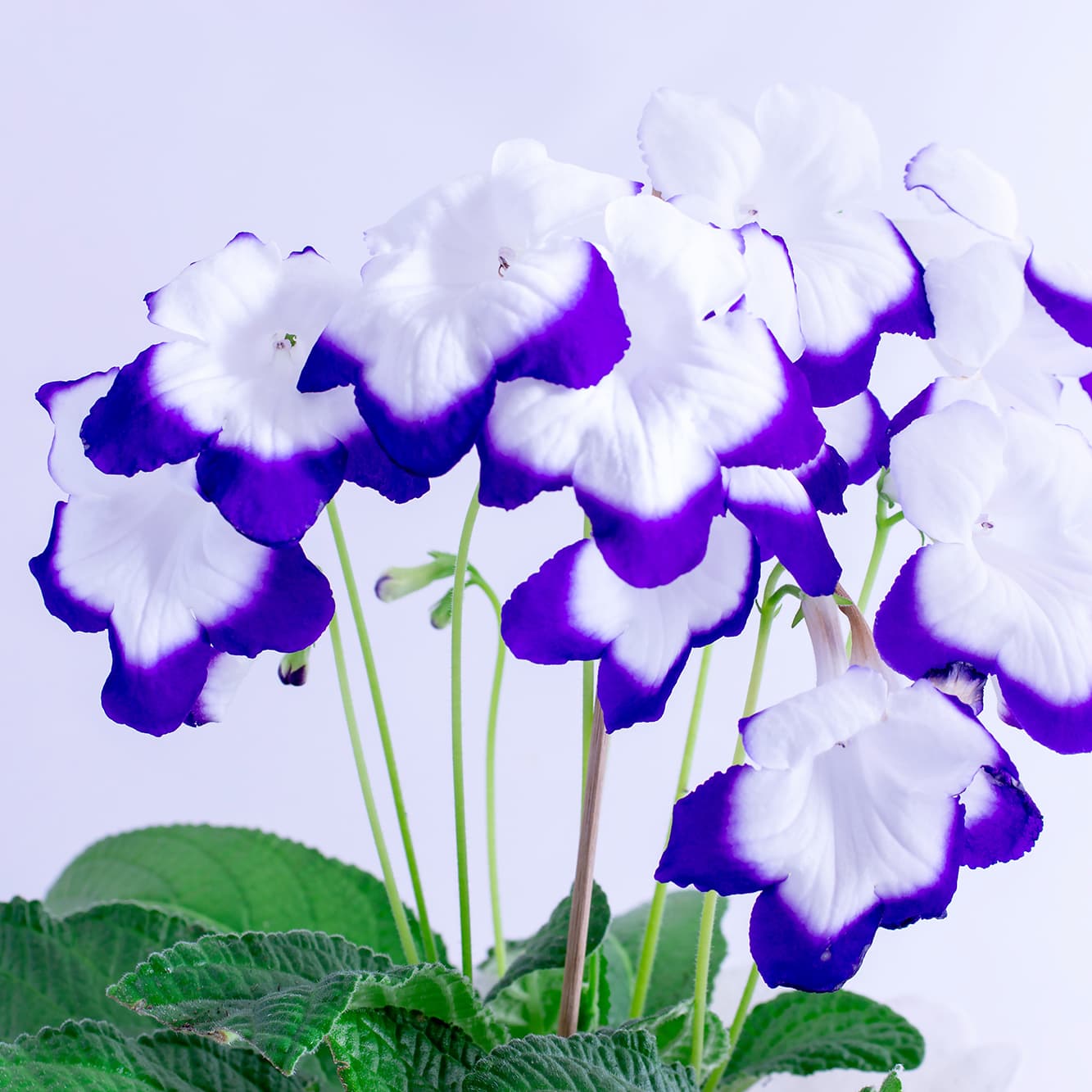 <p data-block-key="uqywm">Huolellisesti kasteltuna soilikki palkitsee hoitajansa rehevällä kukkaloistolla. (Kuva: Adobe Stock)</p>