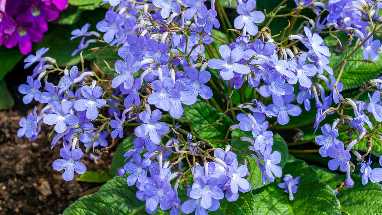 <p data-block-key="ozrjw">Streptocarpus &#x27;Falling Stars&#x27; (Kuva: Adobe Stock)</p>