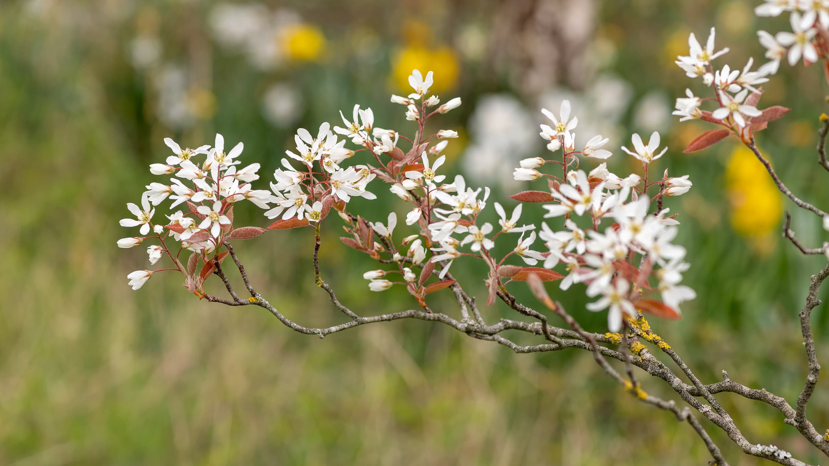 <p data-block-key="0f14k">Lehdistö loistaa syksyllä upean oranssinpunaisena, tehden kasvista näyttävän koristeen myös loppukesällä. (Kuva: Adobe Stock)</p>