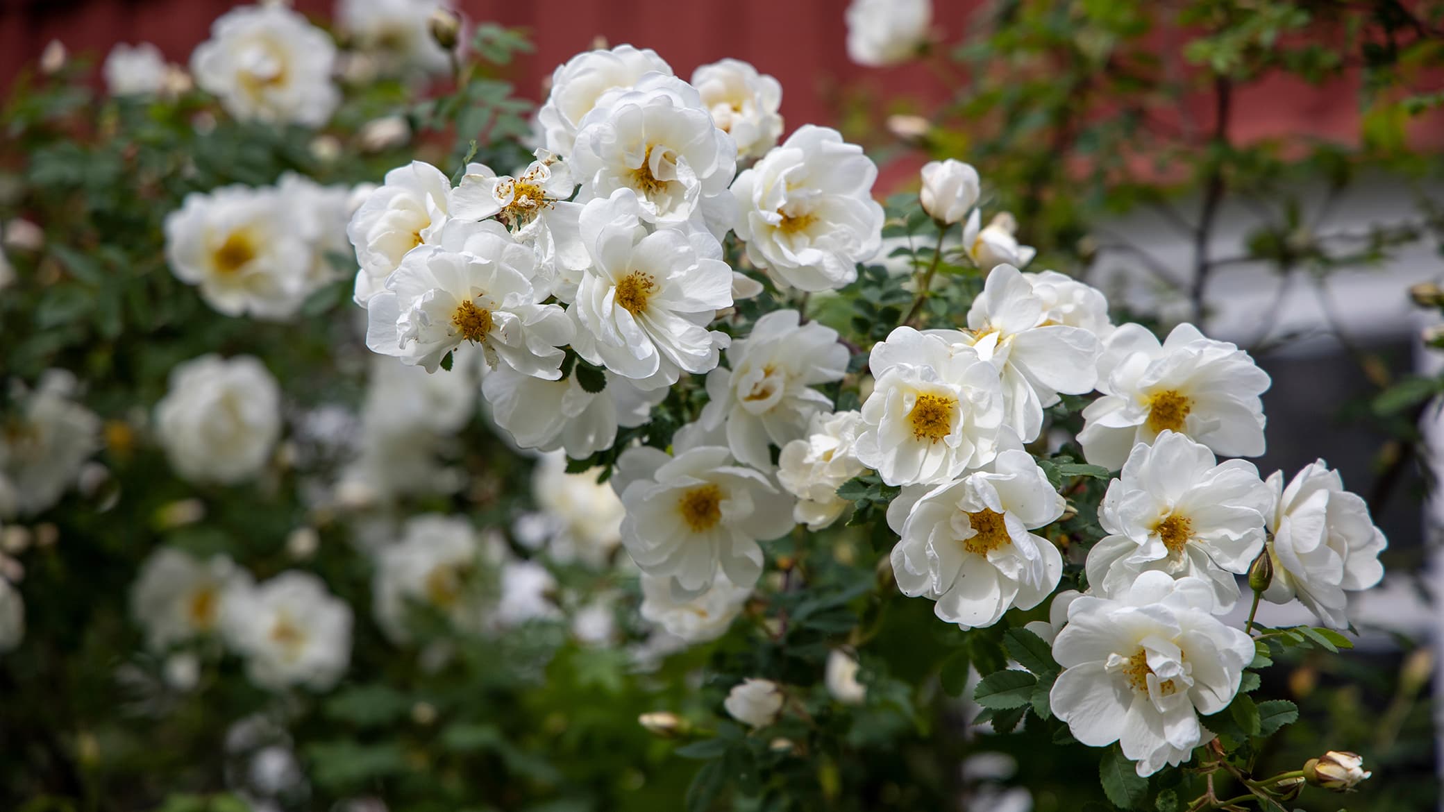 Juhannusruusu (Rosa pimpinellifolia 'Plena') on monen lapsuudentuttu