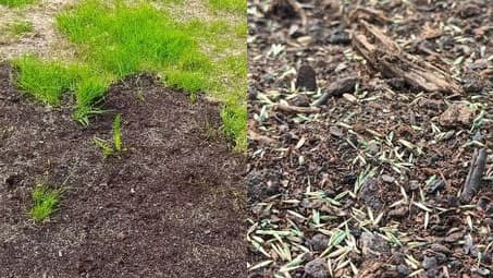 Kuinka paikattua nurmea tulisi hoitaa? Asiantuntija vastaa