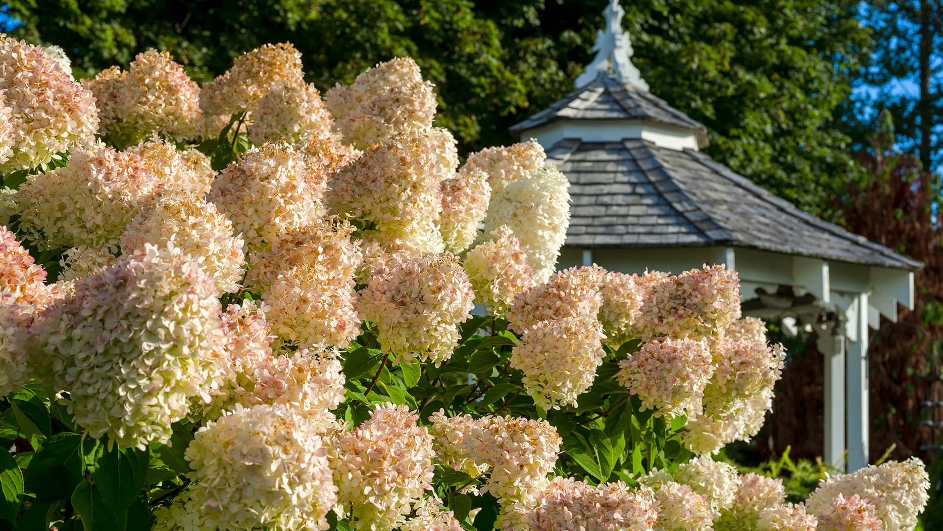 Hortensia (Hydrangea) lumoaa puutarhassa loppukesän väriloistollaan