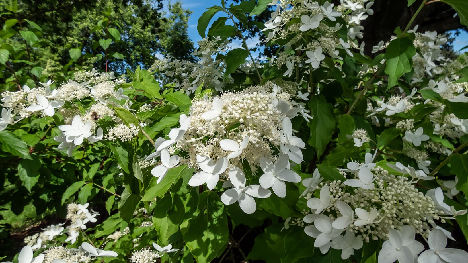 Kuutamohortensia 'Praecox' (Kuva: Adobe Stock)