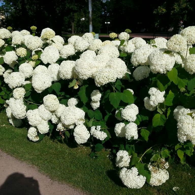 Pallohortensia (Kuva: Puutarha.net)