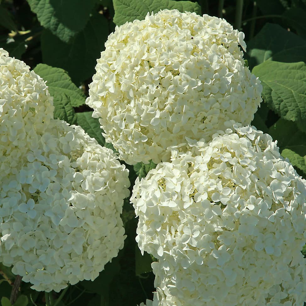 <p data-block-key="pbdda">Pallohortensia &#x27;Annabelle&#x27; (Kuva: Adobe Stock)</p>