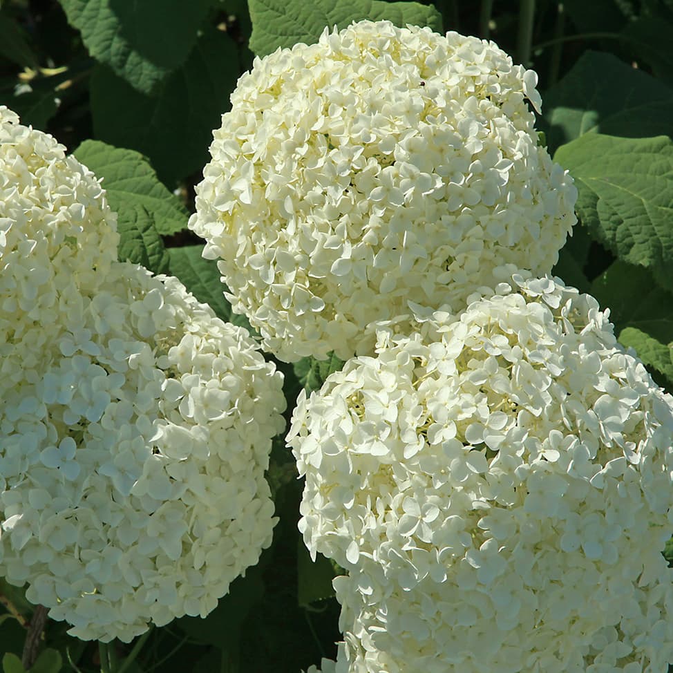 Pallohortensia 'Annabelle' (Kuva: Adobe Stock)